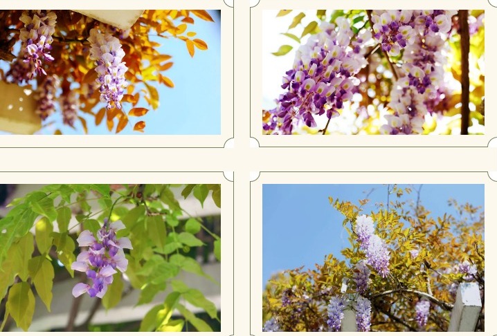 【凌霄新闻台】校园景致图鉴