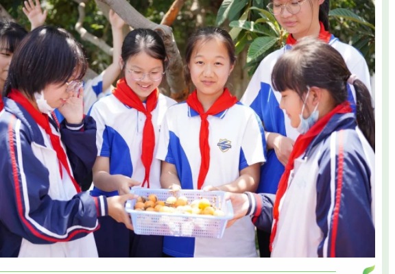 【凌霄新闻台】摘尽枇杷一树金 都是沁水甜——记吴中区宝带实验小学枇杷采摘节