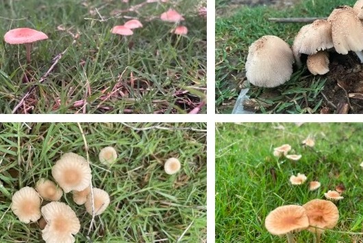 【凌霄新闻台】不要采！不要买！不要吃！